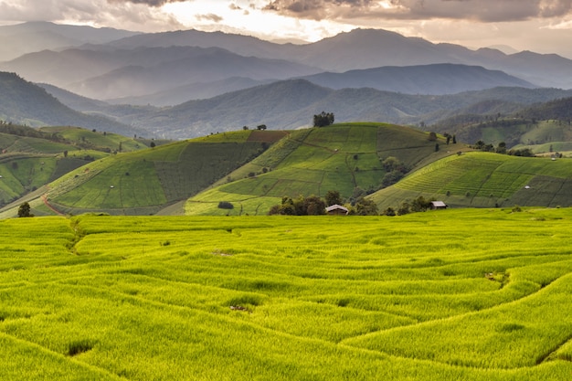 Rizière verte en terrasse à Pa Pong Pieng, Mae Chaem, Chiang Mai, Thaïlande