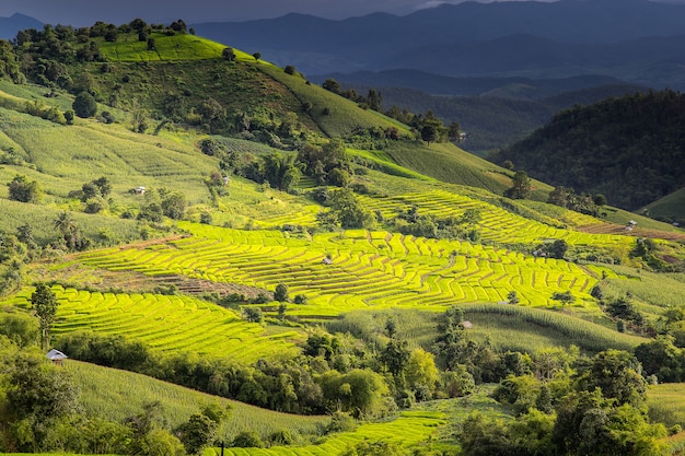 Rizière Verte En Terrasse à Pa Pong Pieng, Mae Chaem, Chiang Mai, Thaïlande