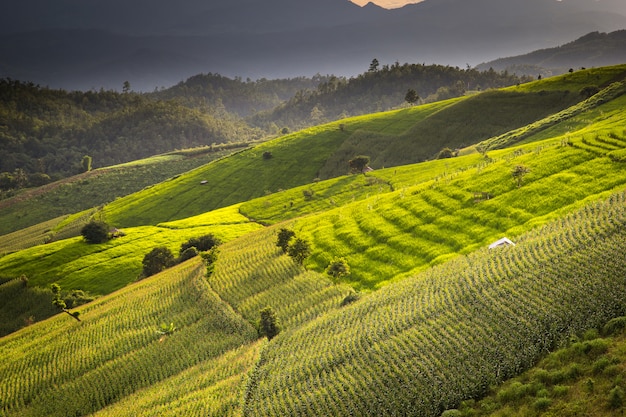 Rizière verte en terrasse à Pa Pong Pieng, Mae Chaem, Chiang Mai, Thaïlande