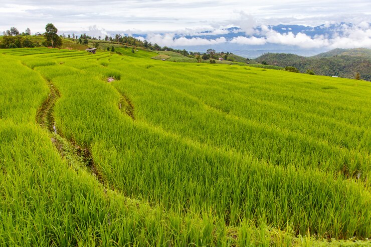 Photo rizière verte en terrasse à pa pong pieng, mae chaem, chiang mai, thaïlande