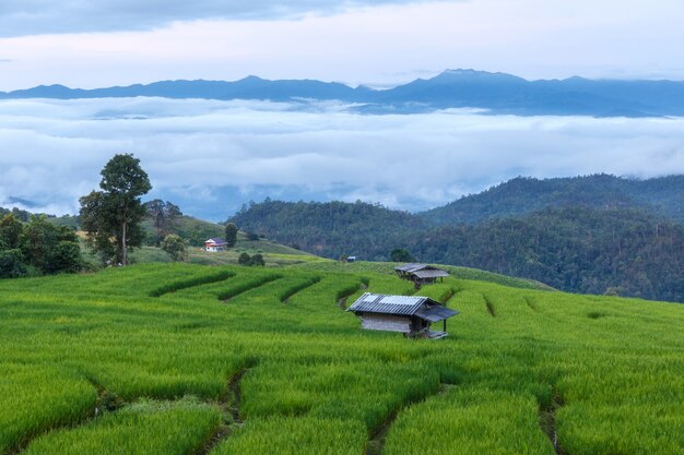 Rizière verte en terrasse à Pa Pong Pieng, Mae Chaem, Chiang Mai, Thaïlande