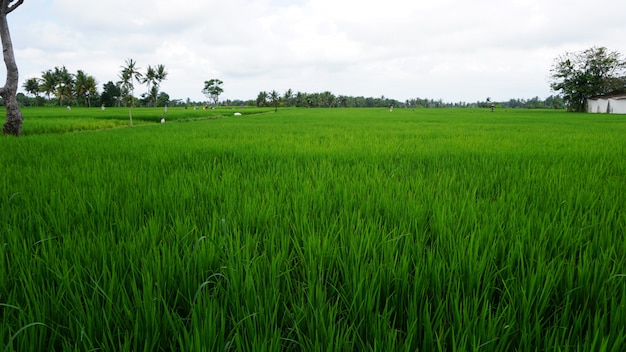 Photo rizière verte, ubud, bali