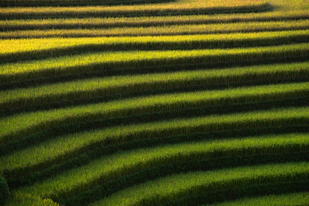 rizières abstraites sur les terrasses de Mu Cang Chai Vietnam