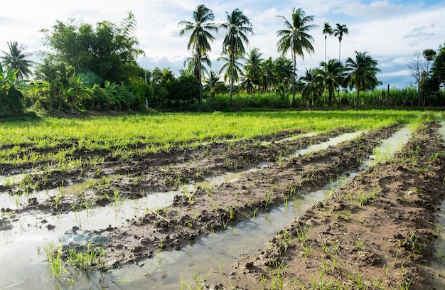 Rizières agricoles cultivées