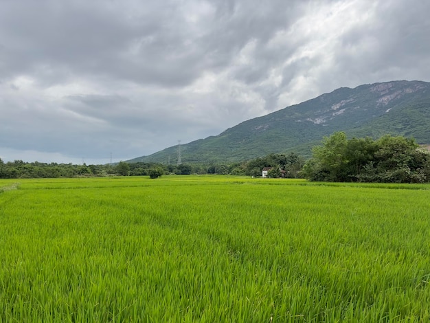 Rizières asiatiques vertes en Asie Vietnam