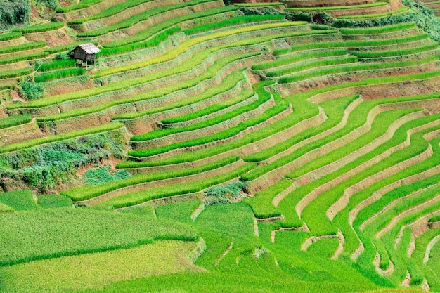 Rizières Au Nord-ouest Du Vietnam