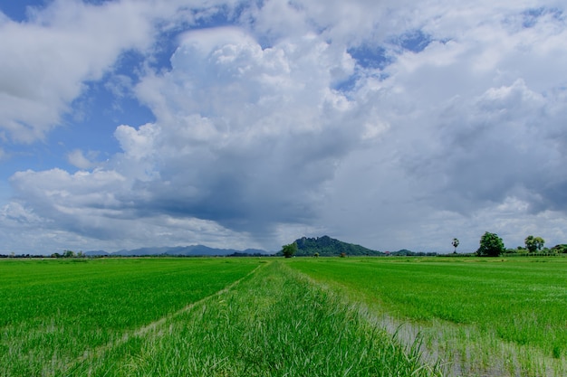 Rizières avec beau ciel à midi