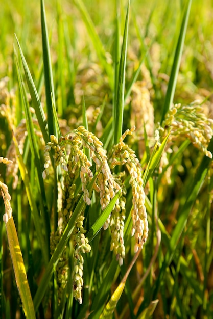 Rizières de céréales avec des pointes mûres