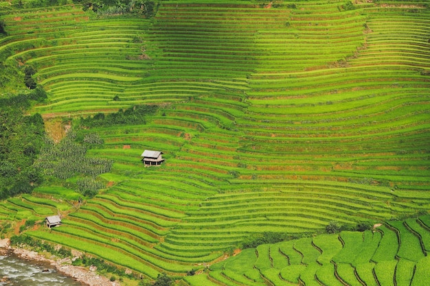 Rizières sur collines en terrasses