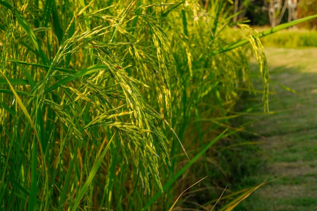 Les rizières en cours d'ensemencement sont sur le point d'être récoltéesx9xA