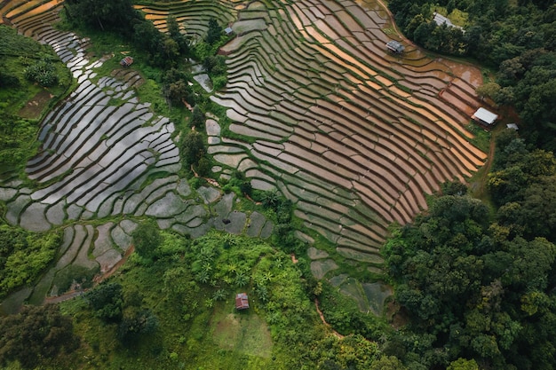 Rizières en dehors de la saison de croissance