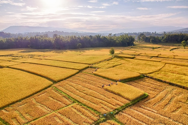 Les rizières dorées regardent de la vue aérienne, combinent la récolte des rizières mûres, vue de dessus HDR