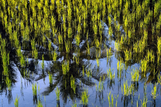 Les rizières ferment le paysage naturel