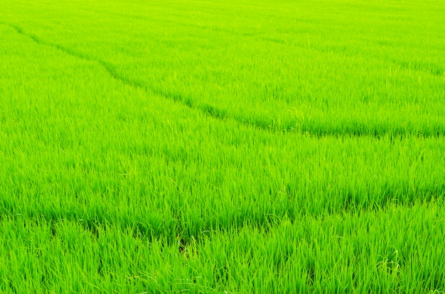 Les rizières luxuriantes de l&#39;agriculture, Thaïlande.