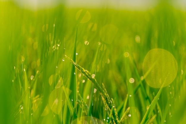 Rizières le matin avec bokeh de goutte d'eau.