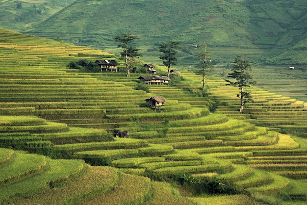 Les rizières préparent la récolte au nord-ouest du Vietnam