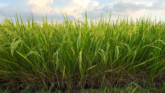 Rizières riz pendant la saison des récoltes Rizières le matin