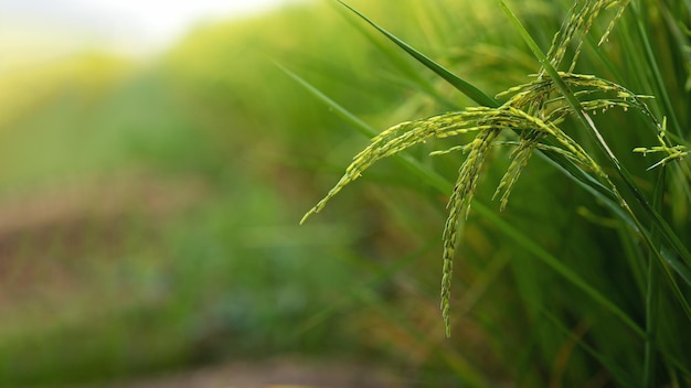 Photo rizières riz pendant la saison des récoltes rizières le matin