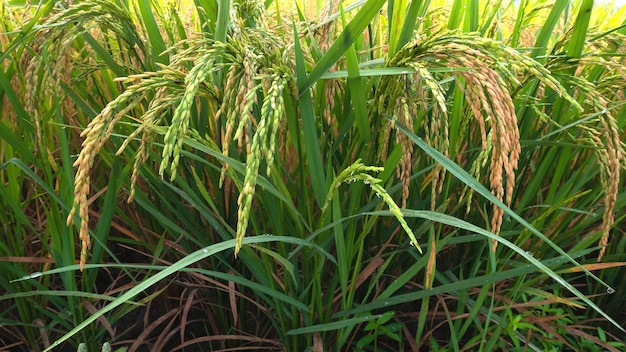 Photo rizières riz pendant la saison des récoltes rizières le matin