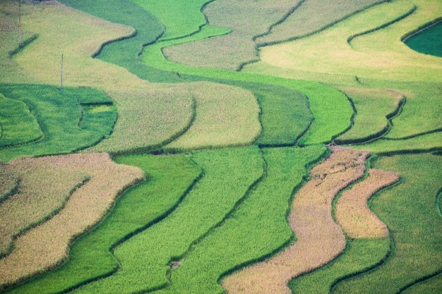 Les rizières sillonnent colorées