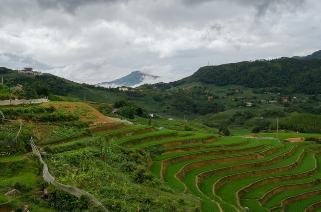 Rizières en terrasse du Vietnam