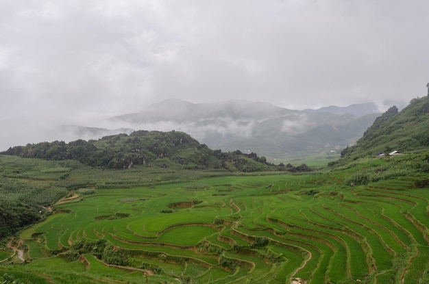 Rizières en terrasse du Vietnam