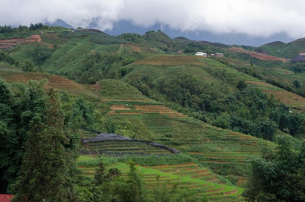 Rizières en terrasse du Vietnam