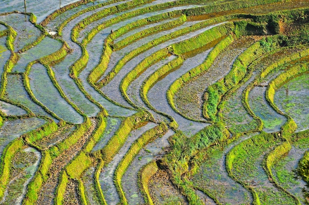 Rizières en terrasses au nord du Vietnam