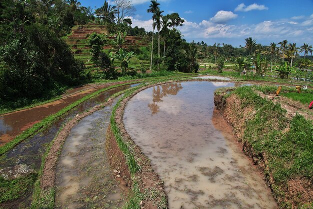 Les rizières en terrasses de Bali, Indonésie