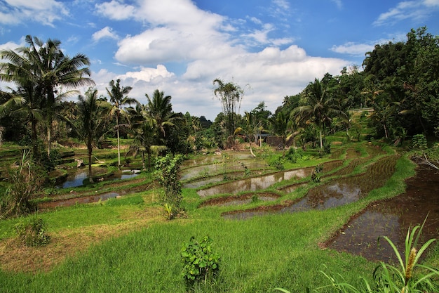 Les rizières en terrasses de Bali, Indonésie