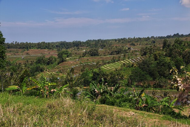 Les rizières en terrasses de Bali, Indonésie