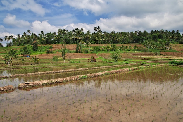 Les rizières en terrasses de Bali, Indonésie