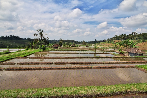 Les rizières en terrasses de Bali, Indonésie