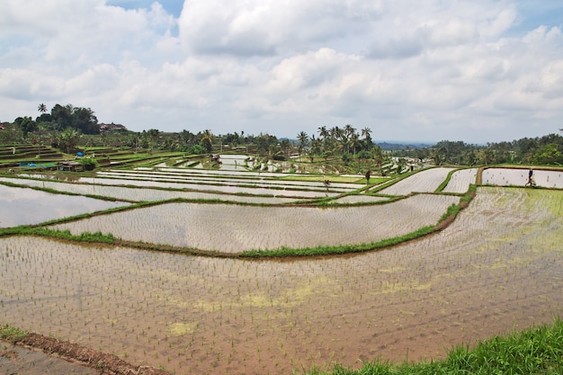 Les rizières en terrasses de Bali, Indonésie