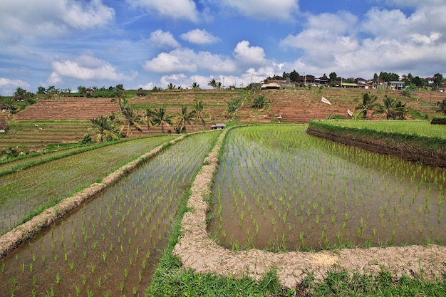 Les rizières en terrasses de Bali, Indonésie