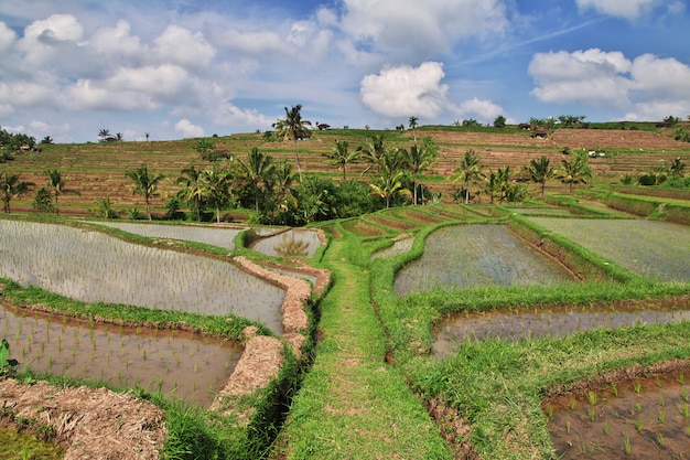 Les rizières en terrasses de Bali, Indonésie