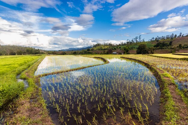 Rizières en terrasses à Ban Namon, Wiang-Haeng, Chiangmai, Thaïlande.