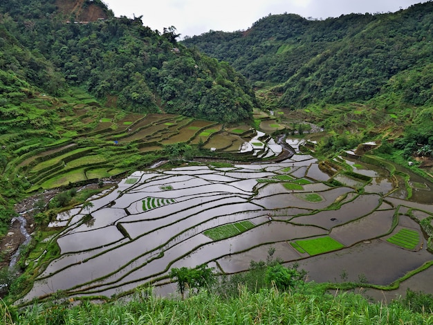 Les rizières en terrasses de Banaue, Philippines