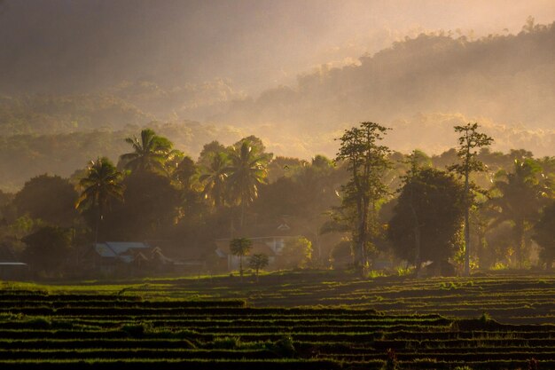 Rizières en terrasses à Bengkulu Asie du Nord Indonésie belles couleurs et lumière naturelle ciel clair du matin