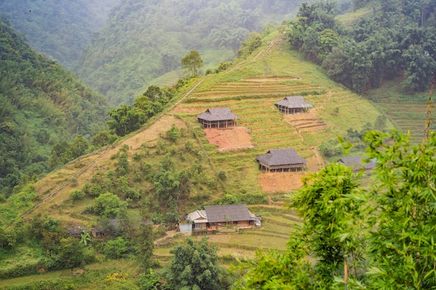 Les rizières en terrasses dans le brouillard dans les rizières de sapa vietnam préparent la récolte au nord-ouest du vietnam