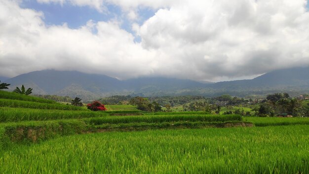 Rizières en terrasses de Jatiluwih à Bali