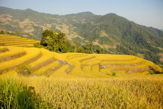 Photo rizières en terrasses de khuoi my, province de ha giang, nord-vietnam