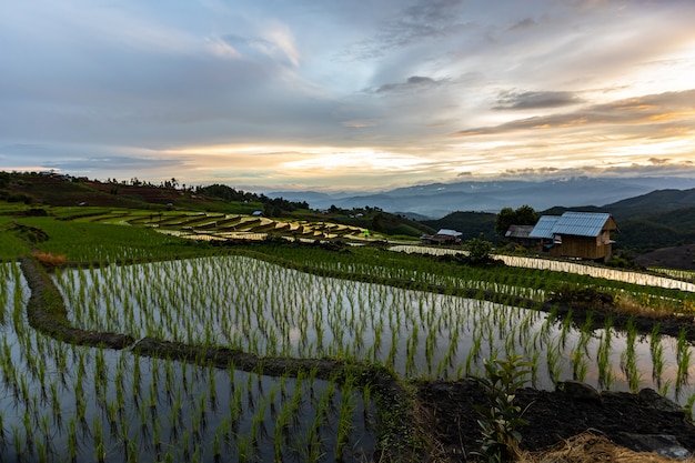 Rizières En Terrasses De Pa Bong Piang Pendant La Saison Des Pluies, Chaingmai, Thaïlande