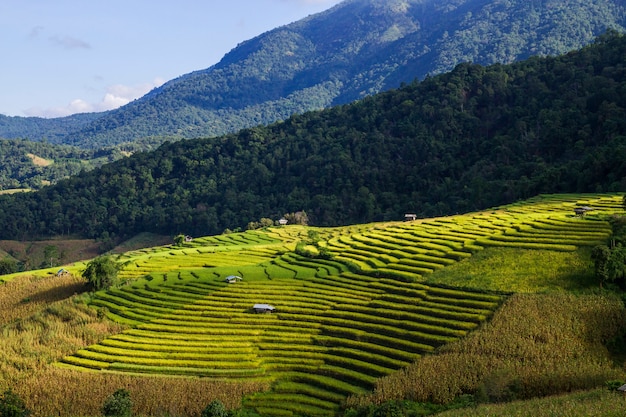 Photo rizières en terrasses de pa pong piang, chiang mai, mae cham, thaïlande