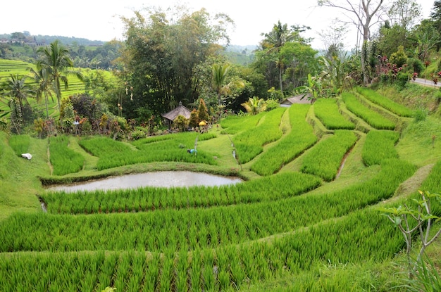 Rizières en terrasses et plantation de Jatiluwih à Bali Indonésie