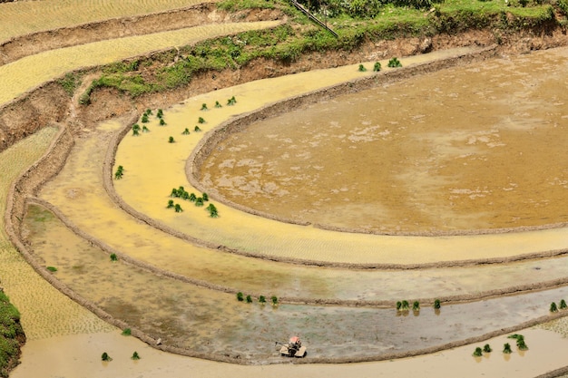 Rizières en terrasses Près de Sapa Mui Ne