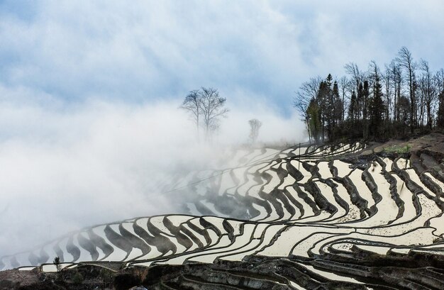 Rizières en terrasses de la province du Yunnan au milieu du brouillard pittoresque du matin. Comté de Yuanyang. Chine.