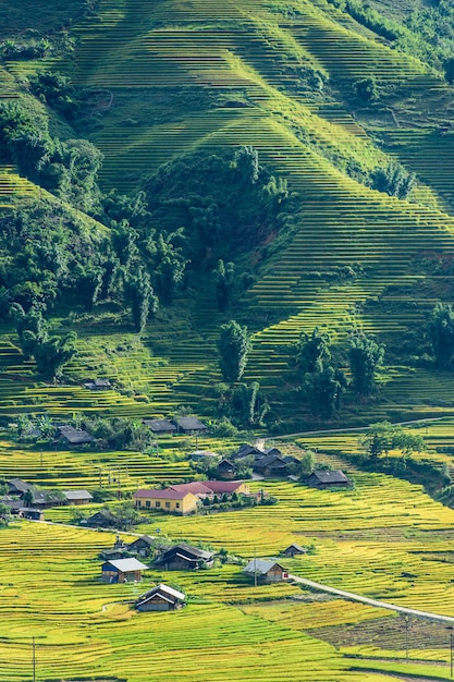 Photo rizières en terrasses en saison des pluies à sapa, lao cai, vietnam