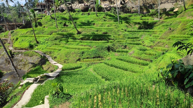 Rizières en terrasses de Tegallalang à Bali Indonésie