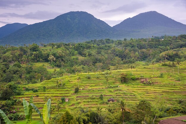 Rizières en terrasses vertes à Bali Indonésie Beau paysage naturel